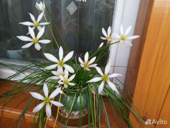 Зафирантес