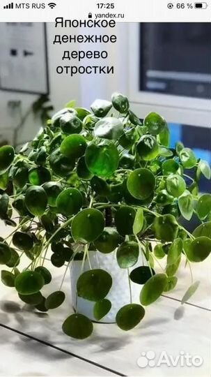 Цветы комнатные