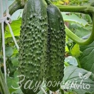 Семена огурцов Северин F1 20 шт