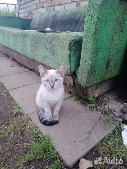 Котята бесплатно