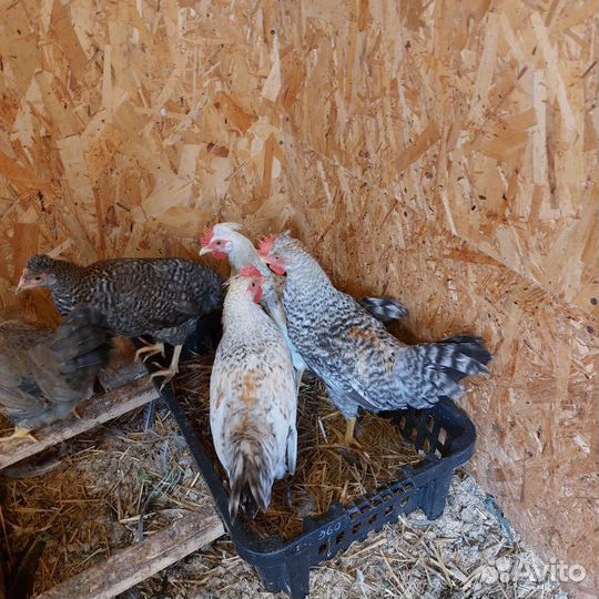 Петушки Легбар