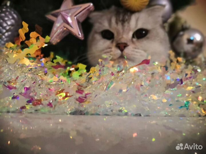 Ищем котика