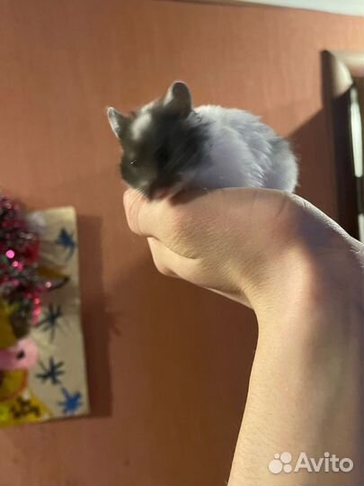 Сибирский хомяк