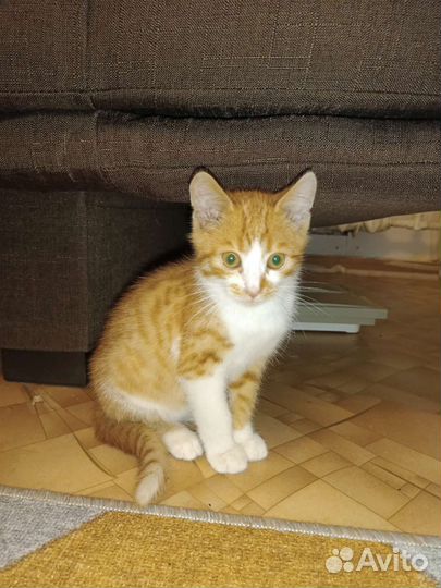 Рыжий котенок в добрые руки бесплатно