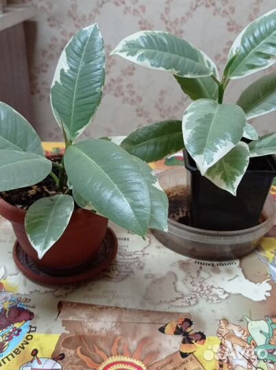 Фикус Эпифилум красный