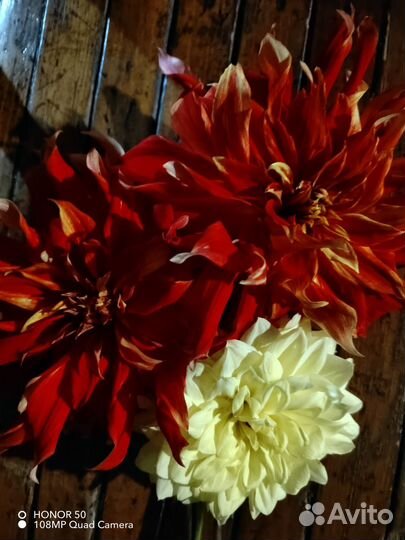 Георгины клубни продаю либо обмен