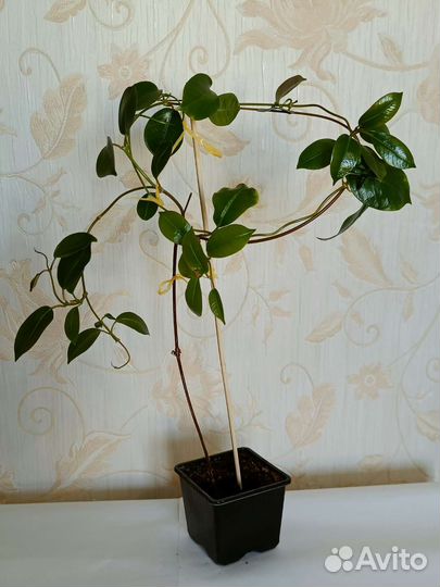 Дипладения