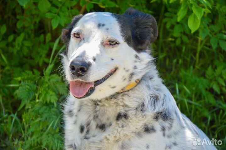 Собака в добрые руки