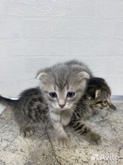 Британская вислоухая