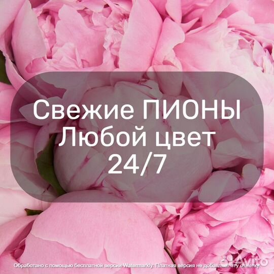 Доставка цветов, пионы Розы Москва 25 51 101 пион
