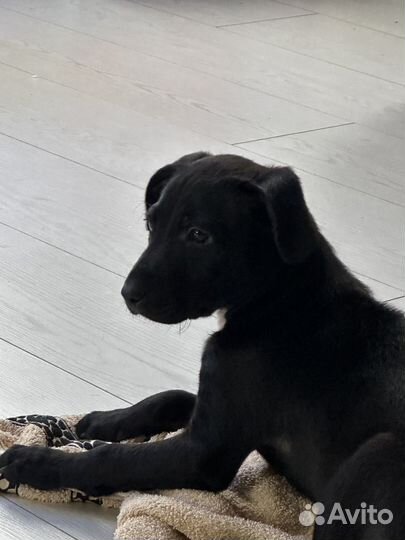 Отдам в добрые руки