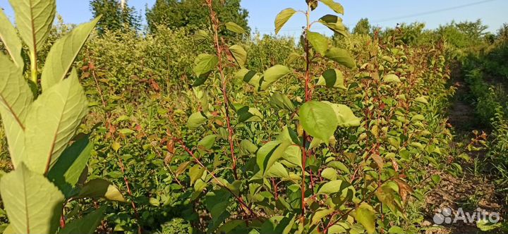 Саженцы абрикоса