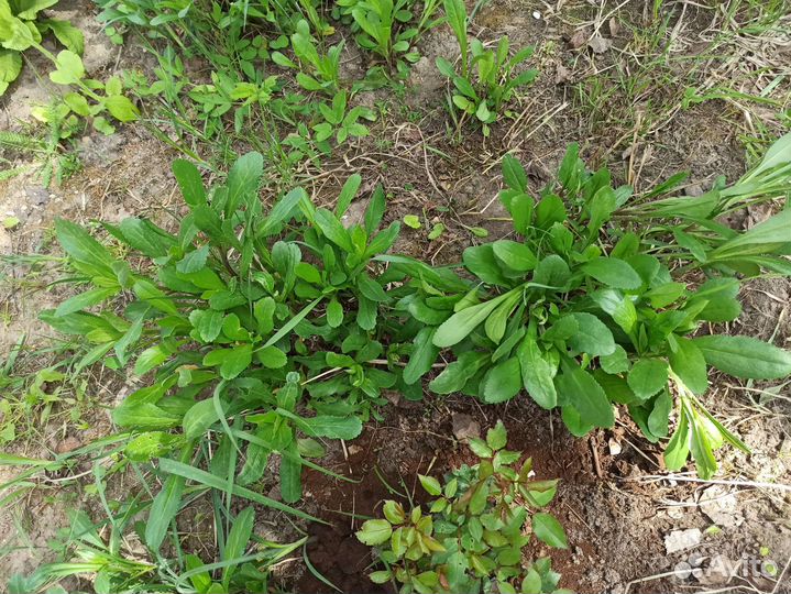 Ромашка садовая