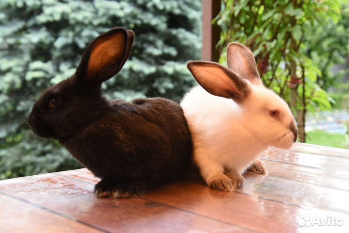 Кролики полтавское серебро и Калифорнийцы