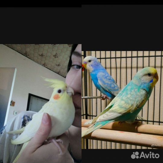 Попугай корелла, волнистый. или обмен