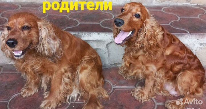 Английский кокер-спаниель