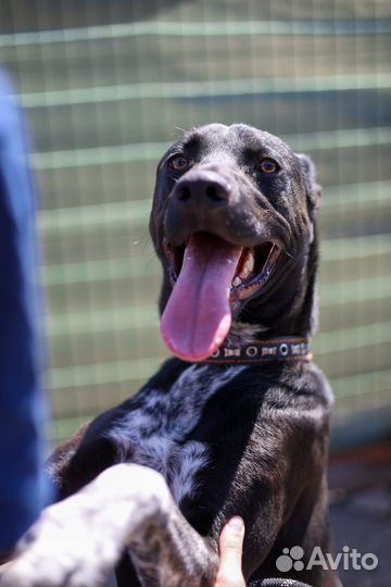 Собака из приюта