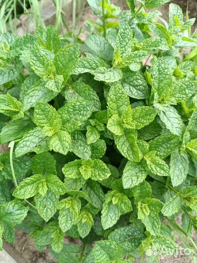 Мята сортовая 55 сортов