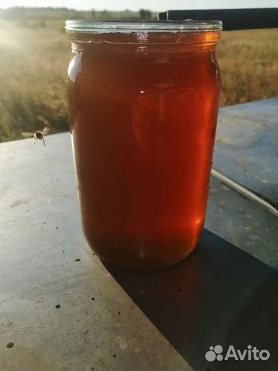 Мед с черноклена