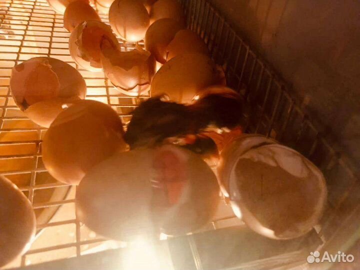 Инкубатор и выводной шкаф