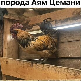 Продам породные петушков