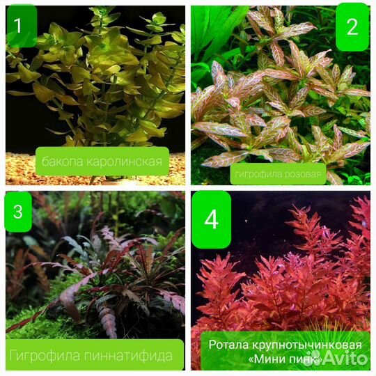 Прополка аквариумных растений