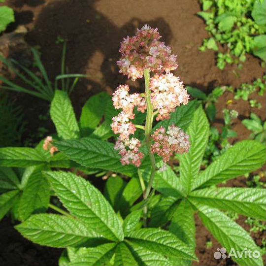 Роджерсия,цветы,многолетние неприхотливые