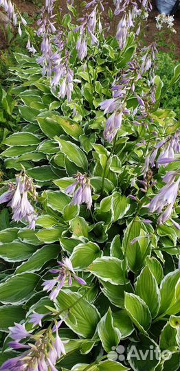 Хоста растение