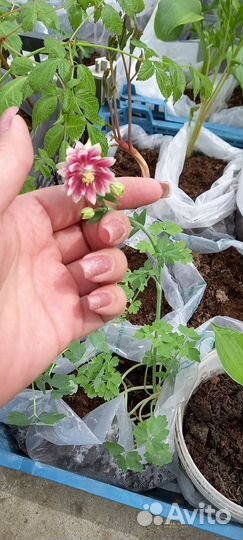 Многолетники для сада цветы