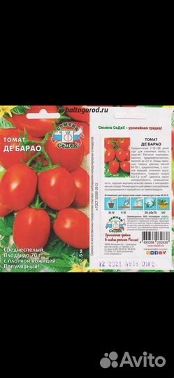 Рассада помидор