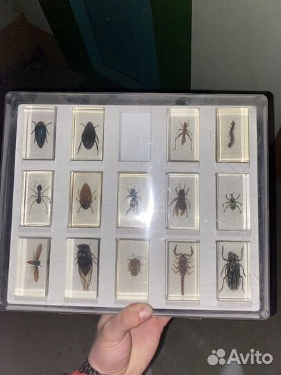 Насекомые и их знакомые