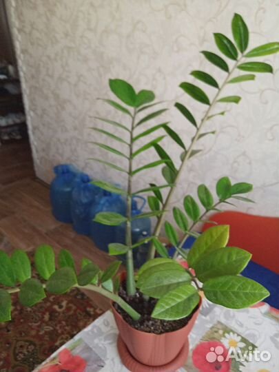 Замиокулькас