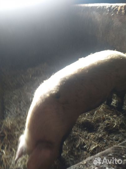 Хряк племянной