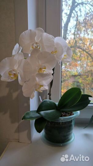 Орхидея фаленопсис белая