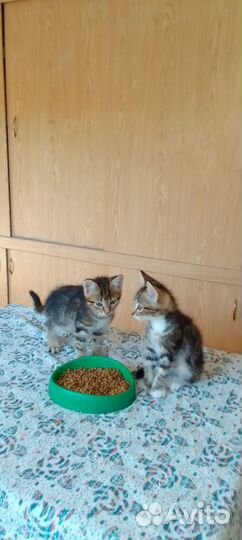 Котята 2 месяца, мальчишки игривые, контактные