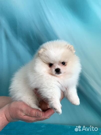 Щенки шпица