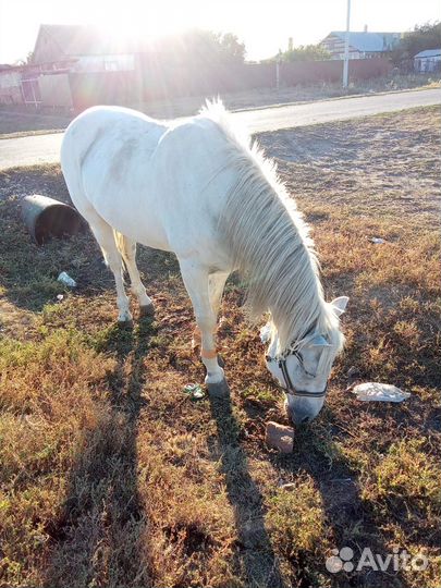 Кобылы с жеребенком