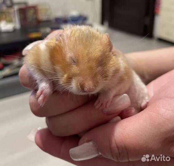 Хомяк сирийский в хорошие руки - отдаем