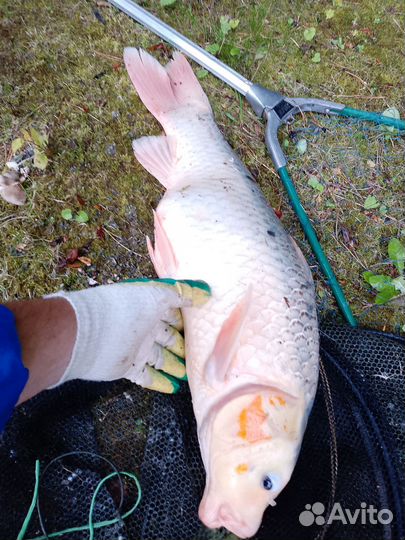 Карп Кои. Малек