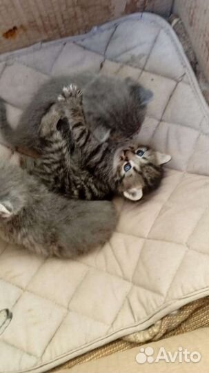 Отдам бесплатно котят