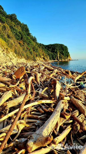 Коряги дрифтвуд