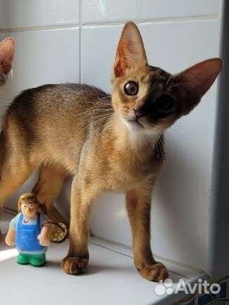 Абиссинская