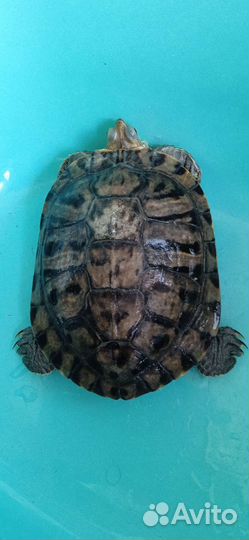 Красноухая черепаха бесплатно