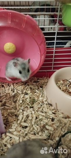 Хомяки джунгарские