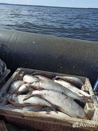 Свежая рыба сиг