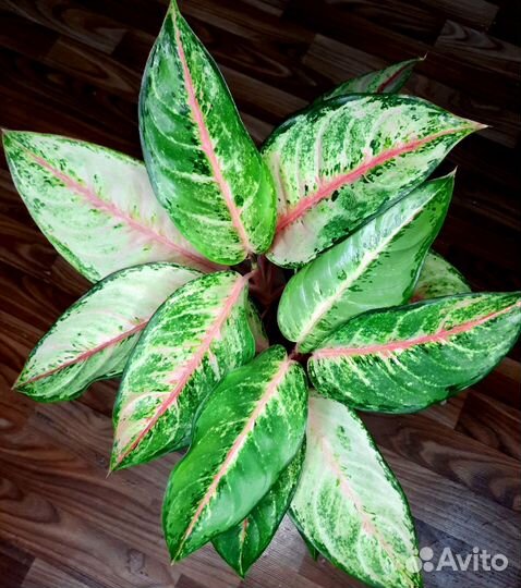 Аглаонема 10 Карат, Frozen, Sabmongkol red