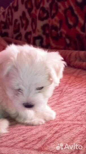 Продам щенка Мальтеза