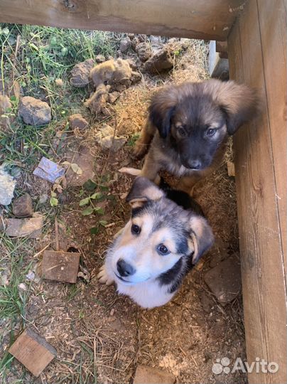 Щенки бесплатно