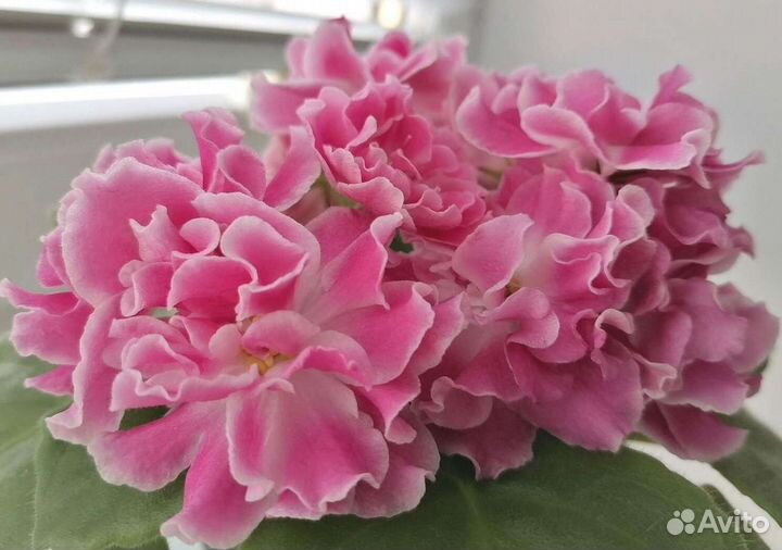 Фиалка сортовая