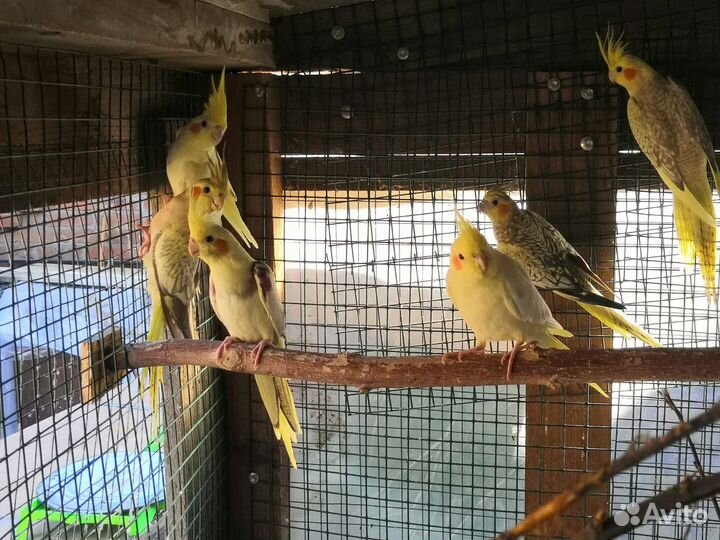 Попугай Корелла